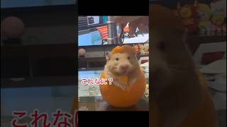 SNSで大バズり!!動物たちの大爆笑パプニング6選!!! #cat #アニマル発見隊 #いぬ #animals #面白集 #動物おもしろ動画 #funny #面白い #cute
