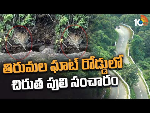 తిరుమల ఘాట్ రోడ్డులో చిరుత పులి సంచారం | Leopard Hulchul At Tirumala Tirupati Ghat Road | 10TV