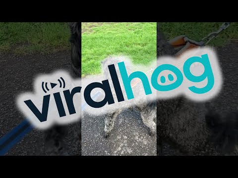 Happy Dogs Hug Each Other || ViralHog