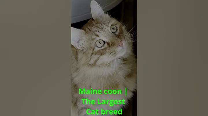 Video 11868201: mainecoon cat pet animal, maine coon, cat pets wildlife, cat breed, cat cute animals love, cute cat house