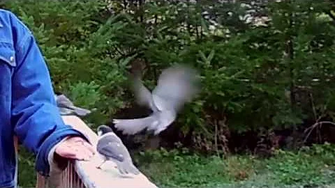 Hand feeding the birds from the forest.