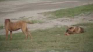 SK Dogs Playing.wmv