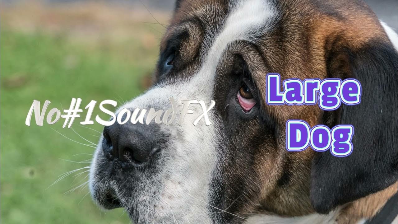Large Dog Barking Sound Effects For Youtube Videos No1SoundFX