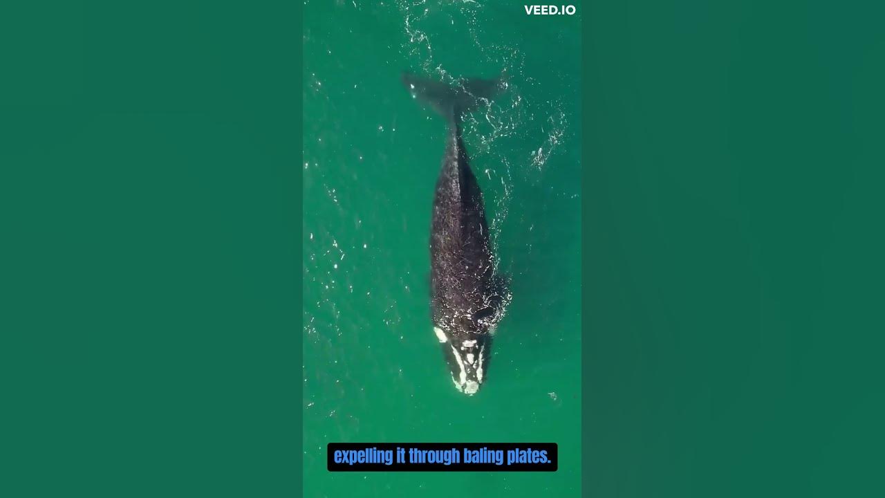 Oceanic Giants: Diving Deep with Blue Whales - YouTube