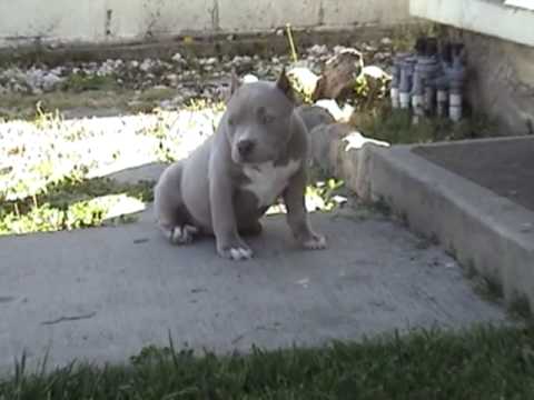 fawn bully pitbull