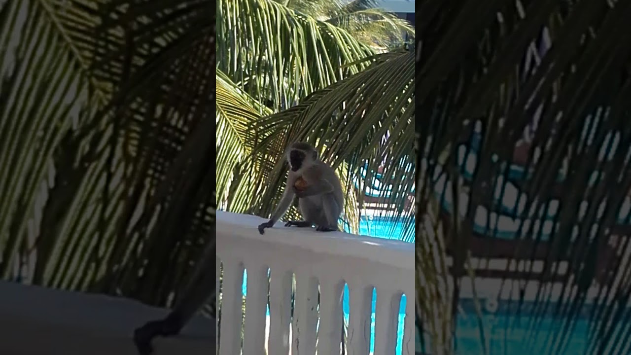 How to jump a balcony monkey YouTube