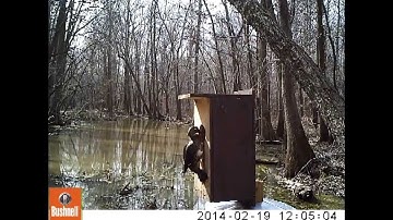 Fowl Lifestyle - 2014 Wood Duck Box Video