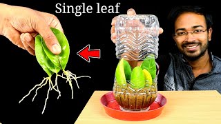 How to grow lemon plant from LEAF cuttings at home easily