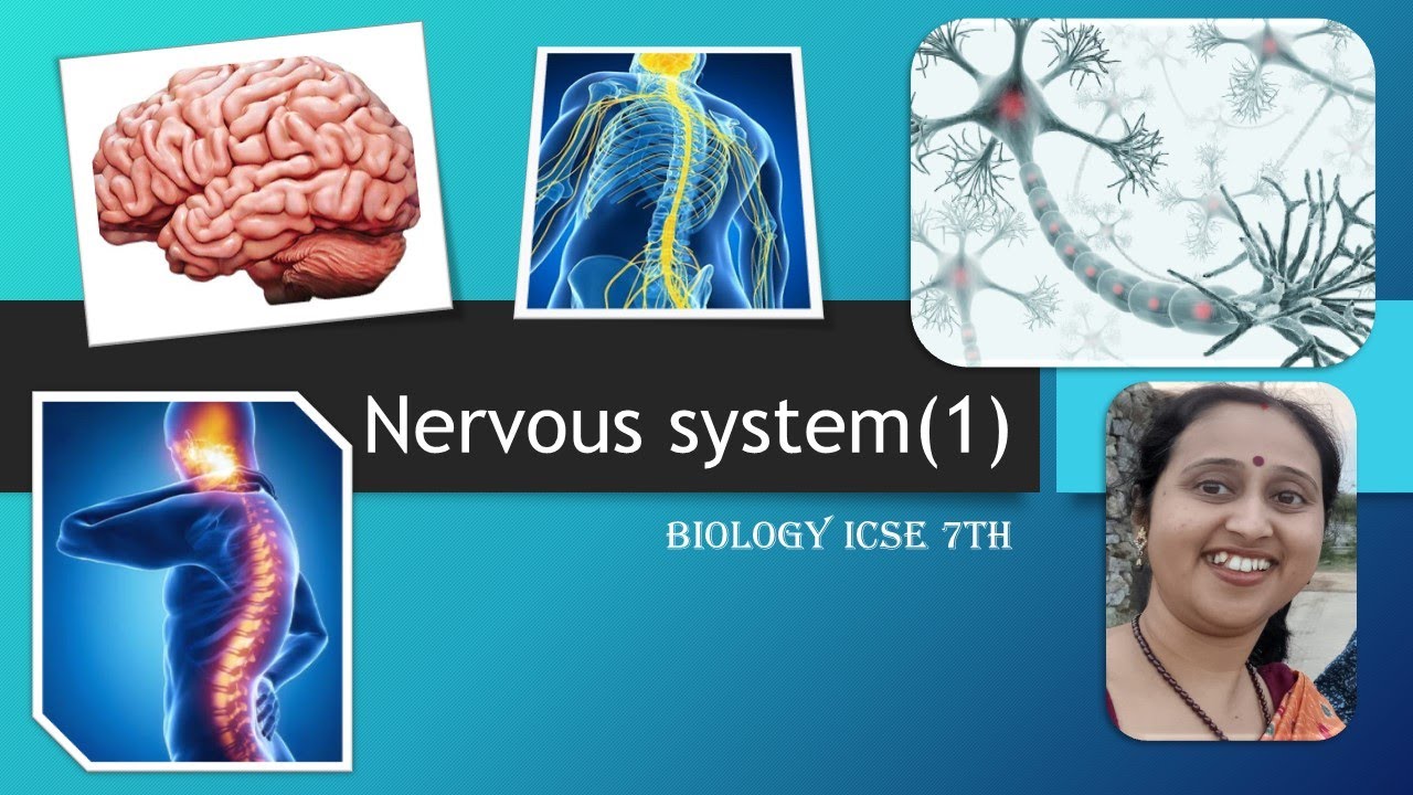 Nervous System I Grade 7th I ICSE I Part 1I Biology I Chinmoyee's ...