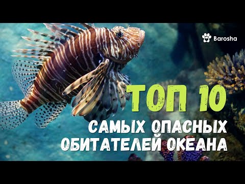 💥 Морские монстры 💥 Топ 10 самых опасных обитателей океана 💥