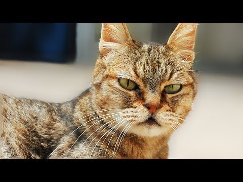 ZAYN - Taylor Swift - I Don’t Wanna Live Forever- Cats Cover