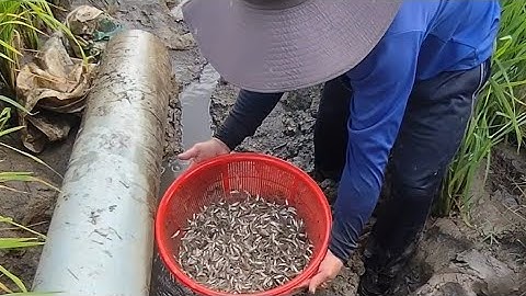 TA67 |||| bắt cá lồng tông gom xuống do nước nóng (T19) 