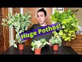 Make Small Pothos & Philodendron Pots into HUGE Baskets Fast! | Ft. Neon & Marble queen Pothos