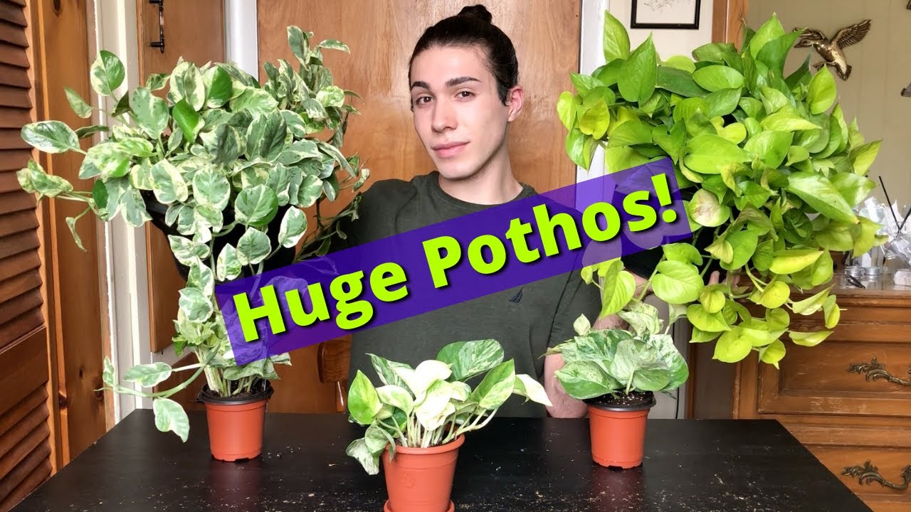 Make Small Pothos & Philodendron Pots into HUGE Baskets Fast! | Ft