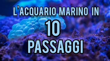 Cosa ci fa un pesce nell'acqua frizzante?