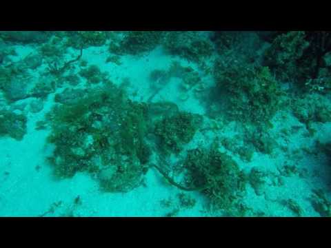 Stingray vs Crab