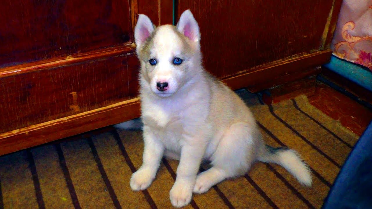 Маленькие пыхтелки и сопелки - YouTube