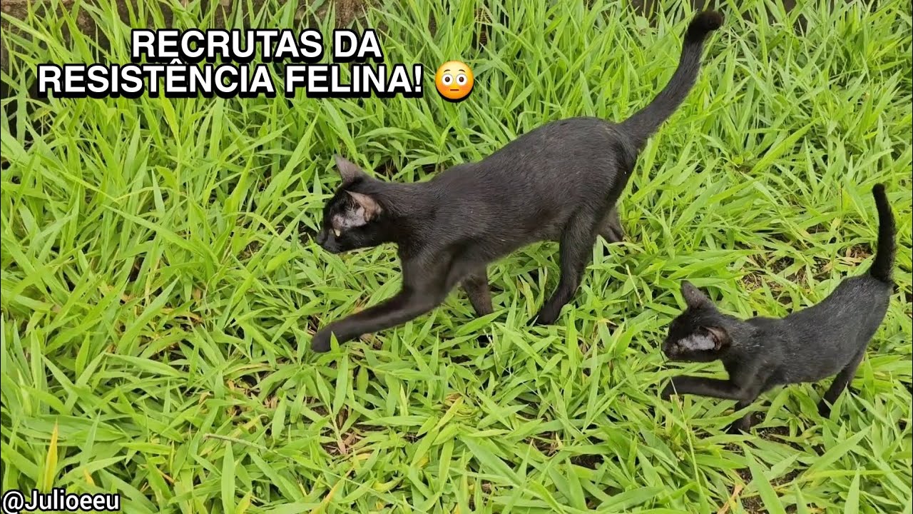 Quando os filhotes ficam a sós com o Julio 😳 !! #Parte 2