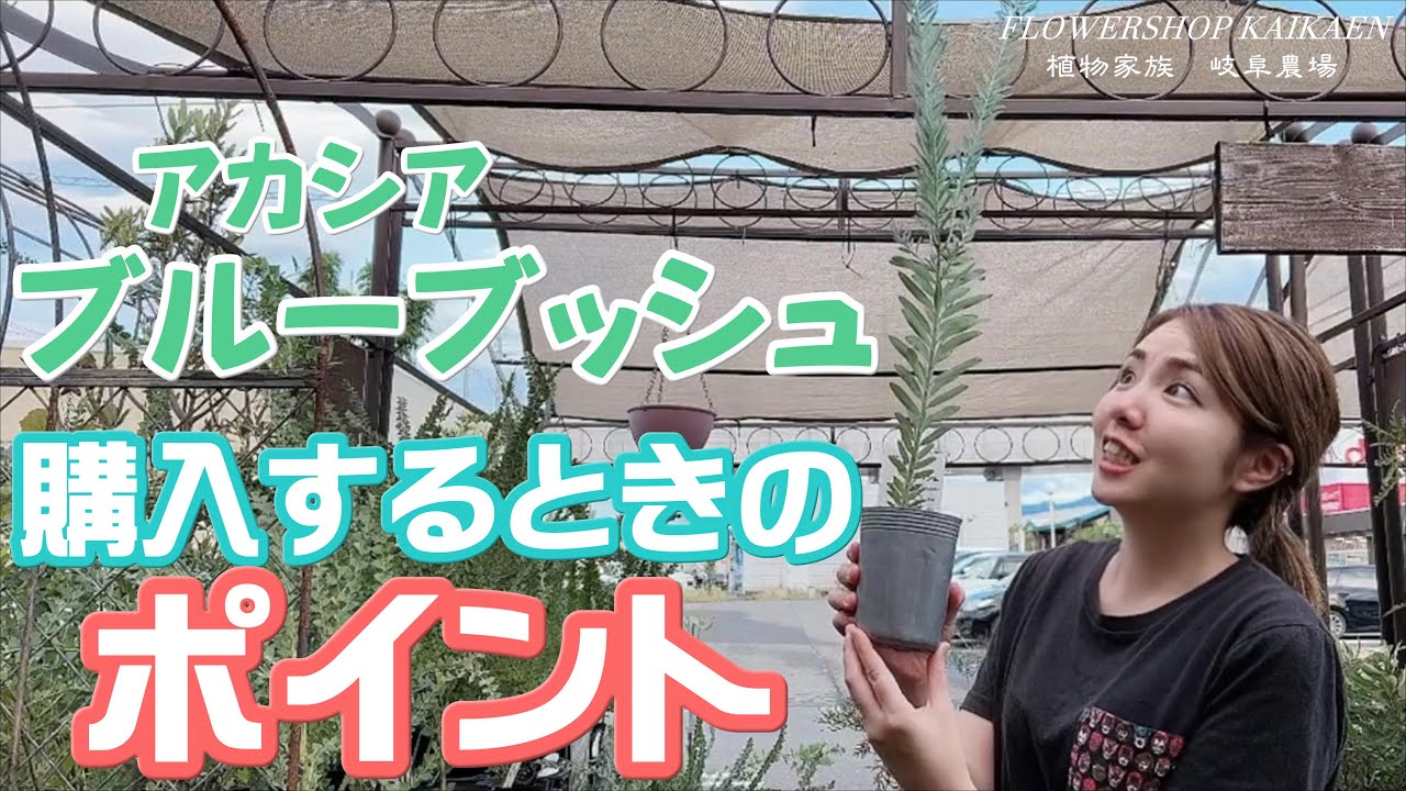 大人気の アカシア・ブルーブッシュ 苗を買う時の ポイント 注意点