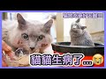 【VLOG】把藥混在貓糧中被發現了🐱...不斷嘔吐要去看醫生🚨 | 臨急抱佛腳＋在家ZOOM韓文班好災難!!!💀 男友不斷在旁偷偷提醒😂😂😂