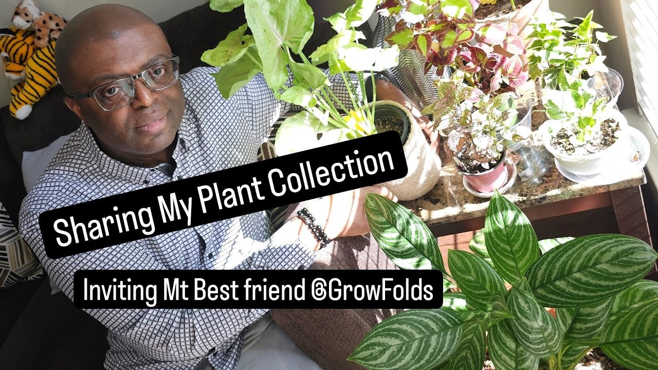 Big Box Store Plants Make My Plant Collection YouTube