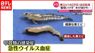 【損害１億円】ナゼ？ 車エビ１４０万匹“全滅”のワケ　沖縄・宮古島