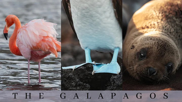 The Galapagos