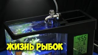 Жизнь рыбок в Китайском USB Аквариуме ВСЕ КРУТО СПАСИБО ALIEXPRESS Жизнь рыбок в Китайском USB Аквариуме ВСЕ КРУТО СПАСИБО ALIEXPRESS