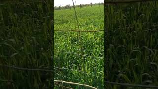 Wheat Farmers Ll Mastram Ll