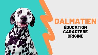 Race de chien Dalmatien : Caractère, Education, Prix, Taille, Poids, Avantages , Mode de vie !