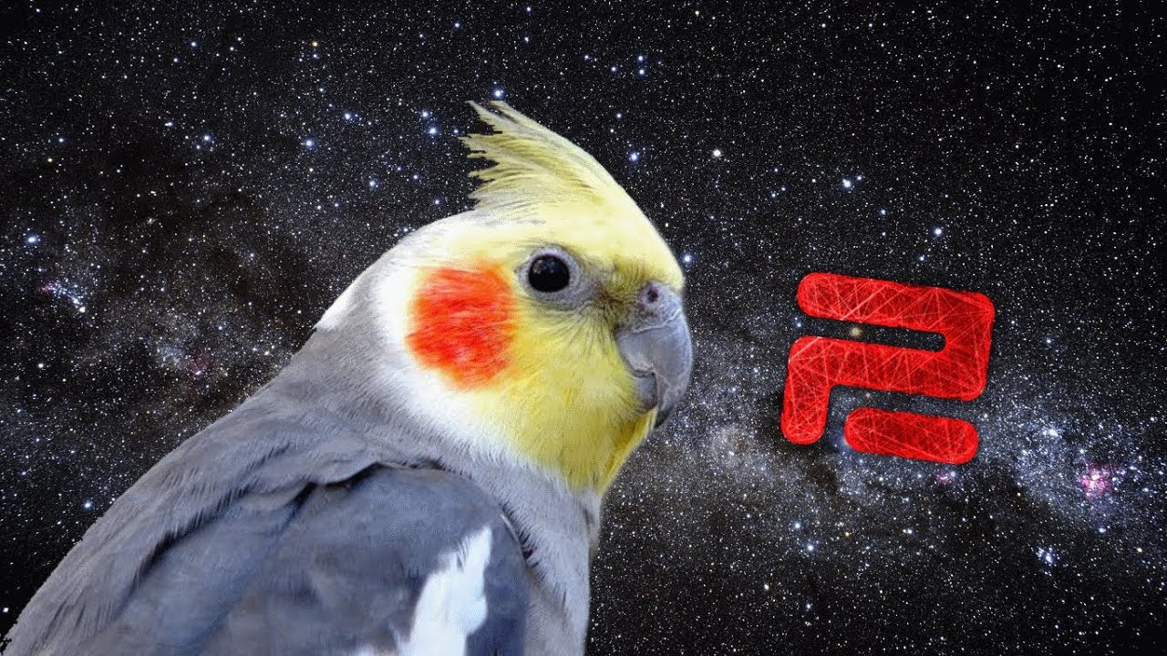 7 MIN OF DANK BIRB MEMES #2