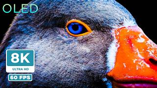 REAL 8K 60FPS HDR | Ultimate OLED TV Test | Extreme Macro Nature &amp; Fire