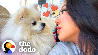 This Dog Is Proof That Love Can Make Miracles Happen | The Dodo