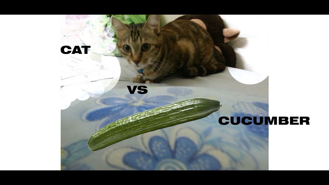 cucumber prank cucumber prank
