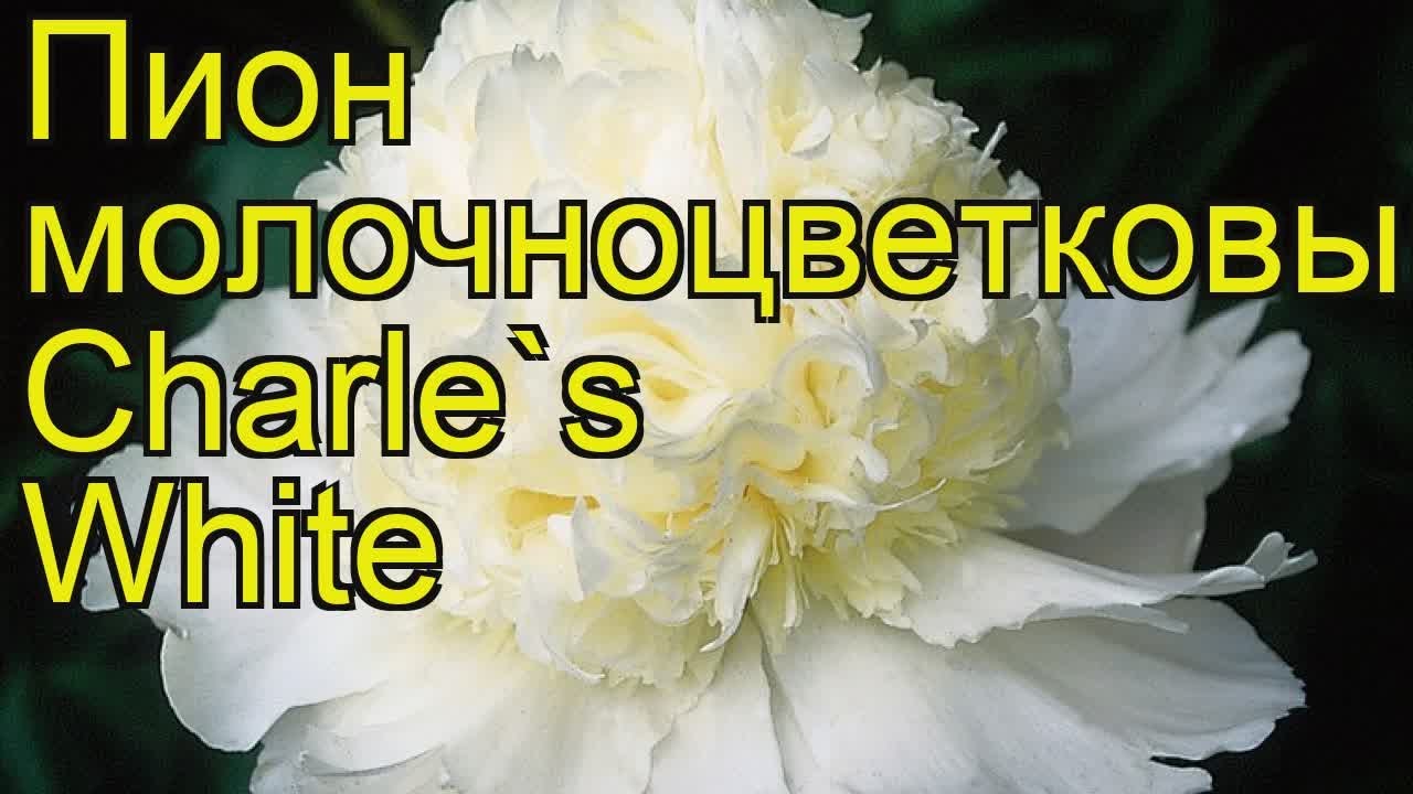 Пион молочноцветковый Чарли Уайт. Краткий обзор, описание paeonia lactiflora Charle's White
