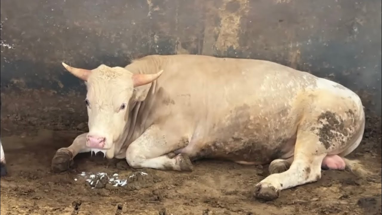 Şapla mücademiz (kullandığımız ilaçlar) Et fiyatlarındaki öngörüm