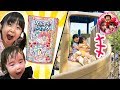 【姉妹で公園遊び】かのんちゃん大興奮❤️当たったのは何のプリキュアだったのかな？？　お外遊び　お出かけ　知育菓子　ふりふりシェイク　開封　【スター☆トゥインクルプリキュアコラボ】