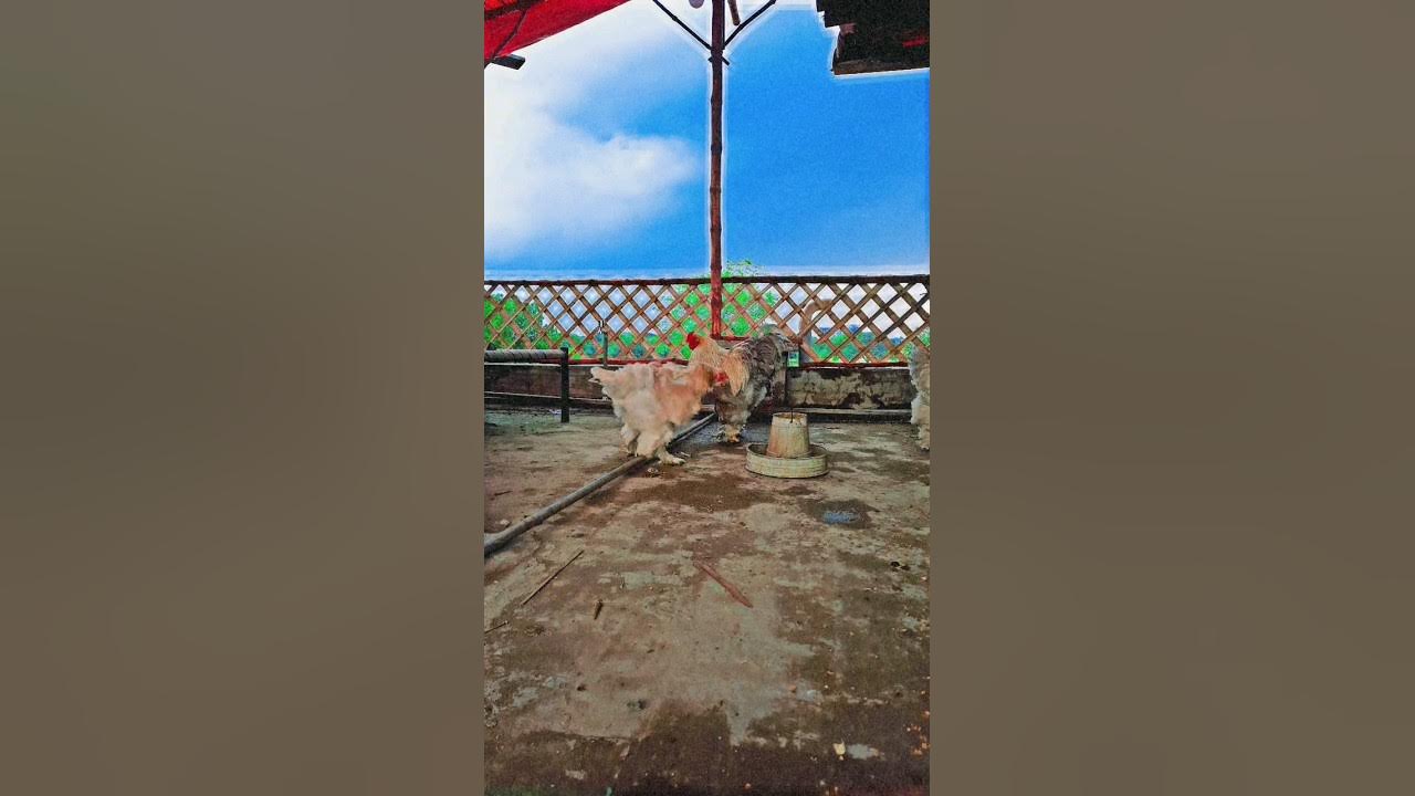 || Isabel brahma enjoying beautiful weather || #shorts - YouTube