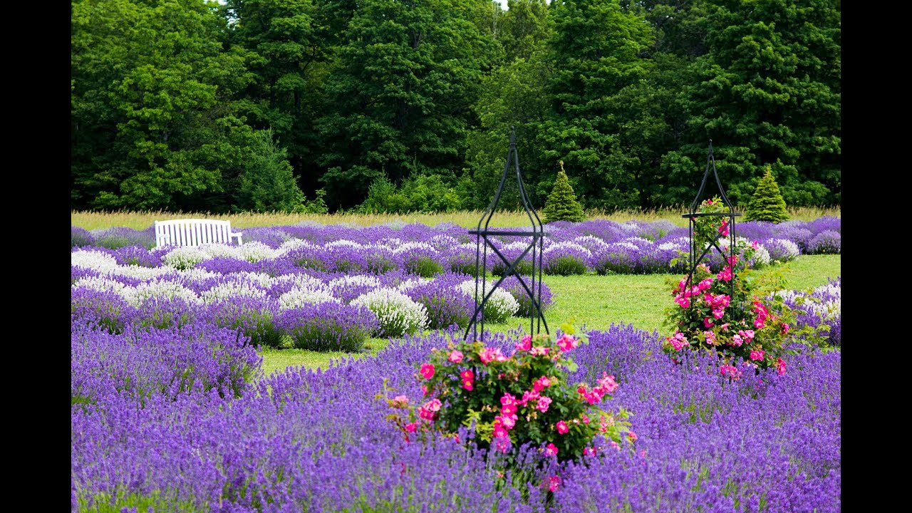 Fragrant Isle Lavender Farm Washington Island, WI YouTube