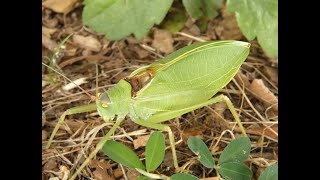 Katydid Defensive Sound