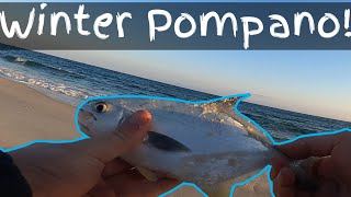 Pompano Eats Gaint Shrimp From Beach #Short