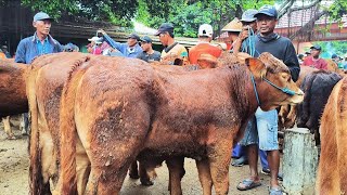 Download Lagu 8 juta !! Limousin Super Harga Murah !! Hujan Harga Turun !! Pasar Sapi Tuban  MP3