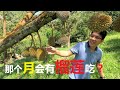 亲自触摸挂在树上的榴莲|马来西亚榴莲|Malaysia Durian