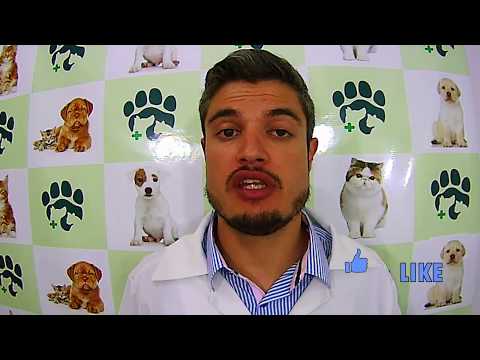 Ração ou Comida Especifica para Tratamento de Alguns Cães com Problemas de Saude