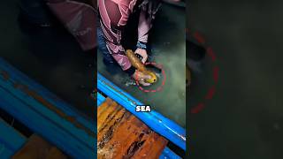 The Sticky Trap That Saves Lives #Ocean #Wildlife