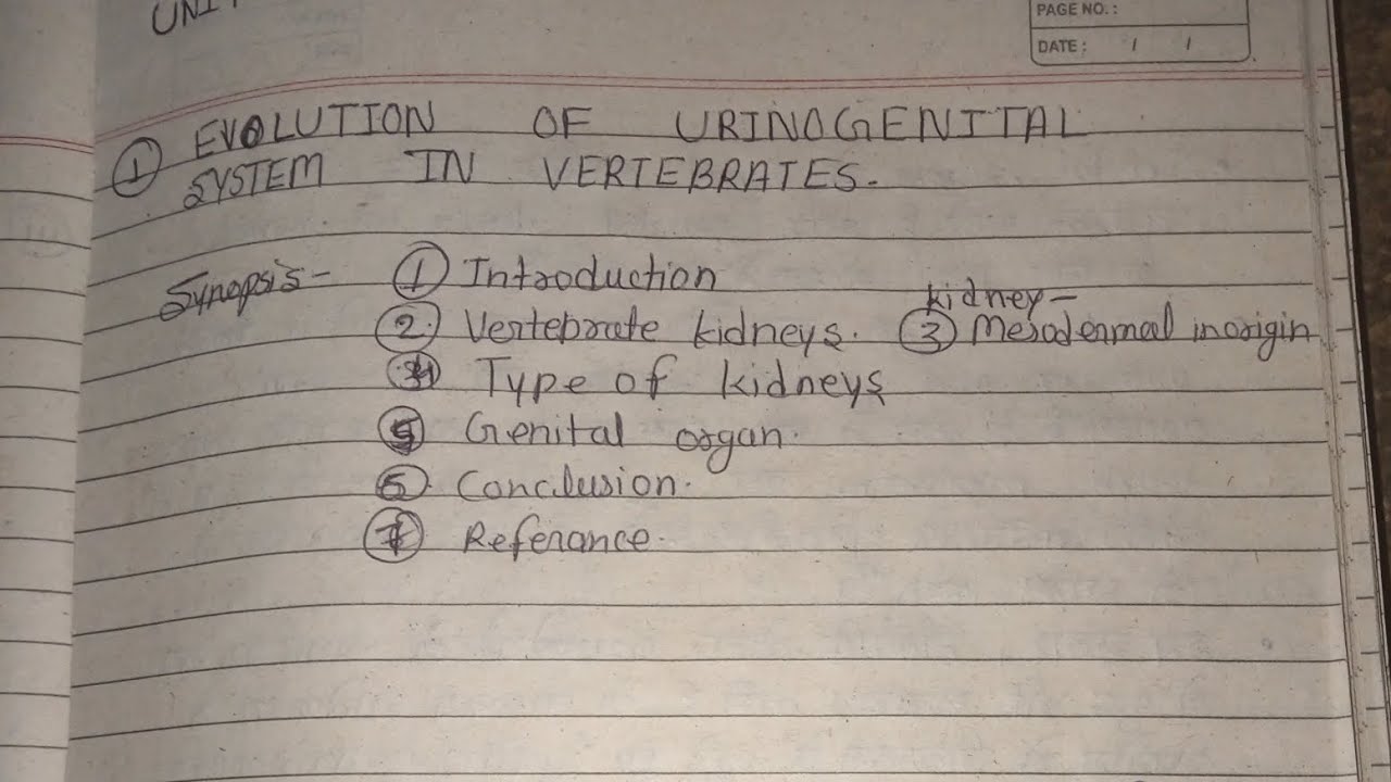 Evolution of urinogenital system in vertebrates ll MSc 3 sem zoology notes in hindi