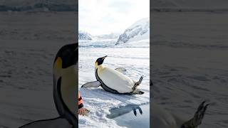The Nature of Privacy : A Curious Penguin