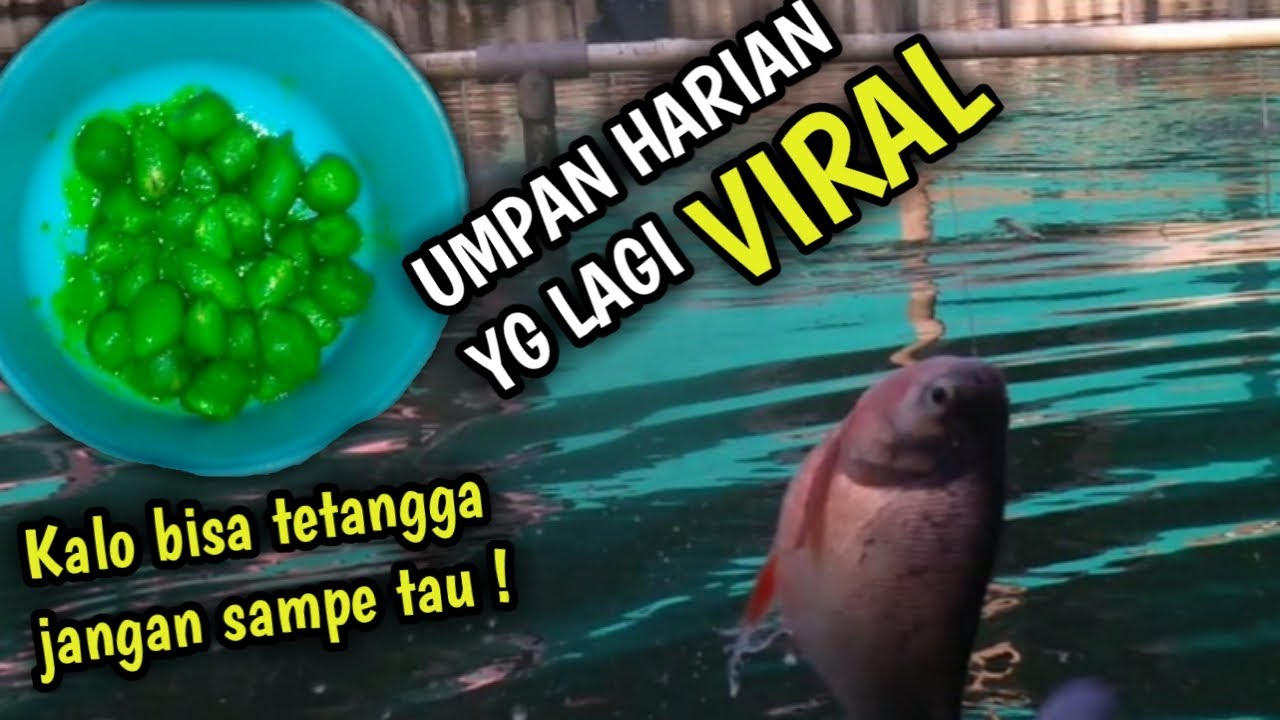 Ssssssttt..! Tetangga jangan sampe tau umpan KACANG KECUBUNG ini Bawal nya doyan Banget😁