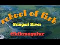 Sringeri river fish Chikmagalur.   Kshetra Shringeri