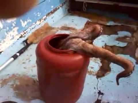 Pesca al polpo da terra - Tecnica ed attrezzatura - Guida ...